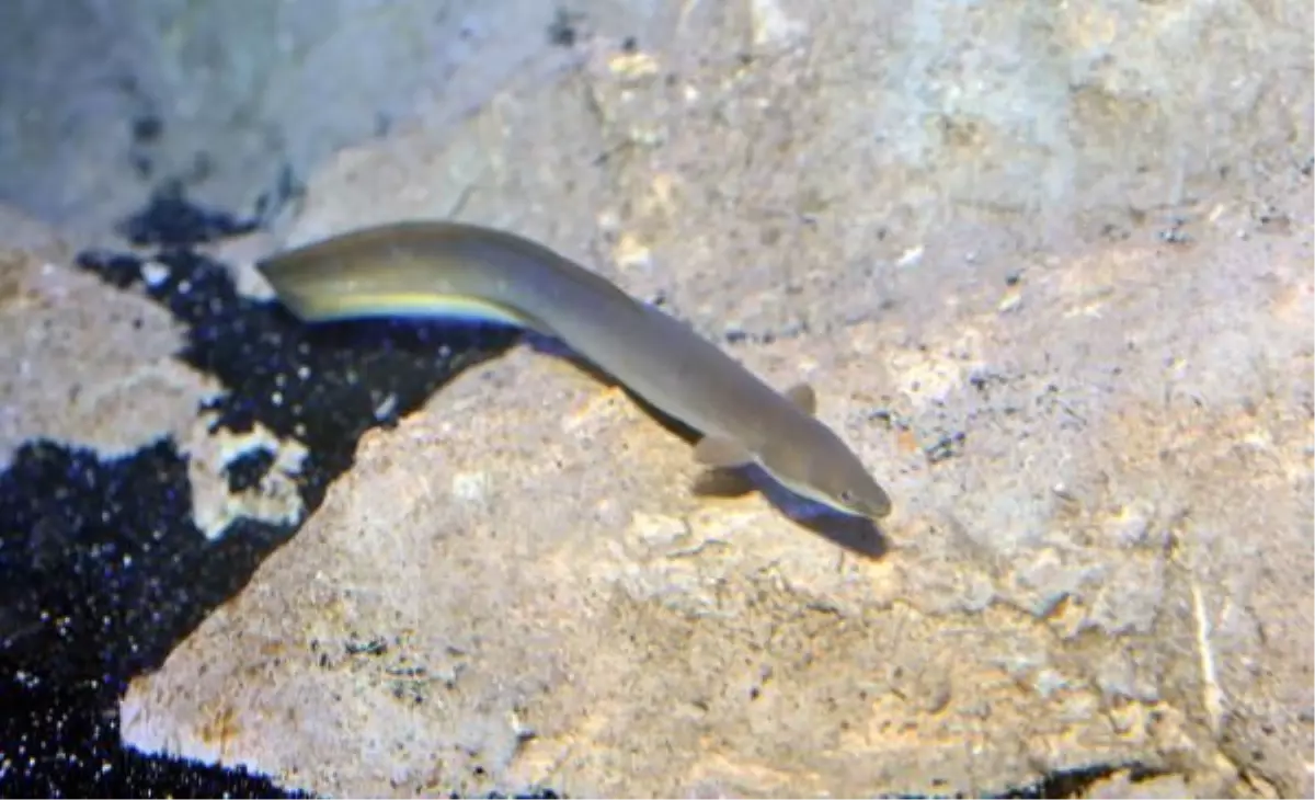 Enez\'de Yılan Balığı Bereketi