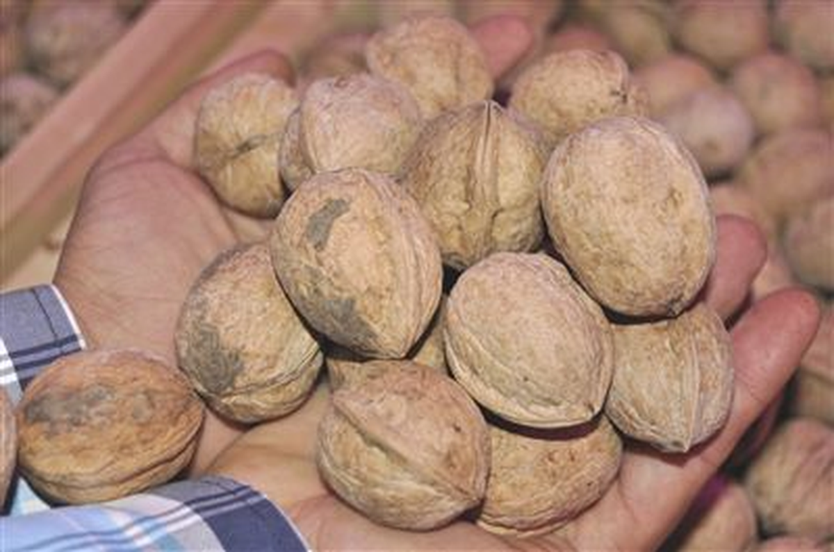 Kaz Tiridi ve Çağlayancerit Cevizi\'ne Patentli Koruma