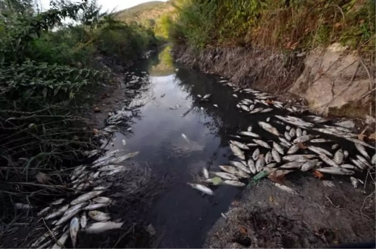 Nizip Çayı\'nda Balık Ölümleri