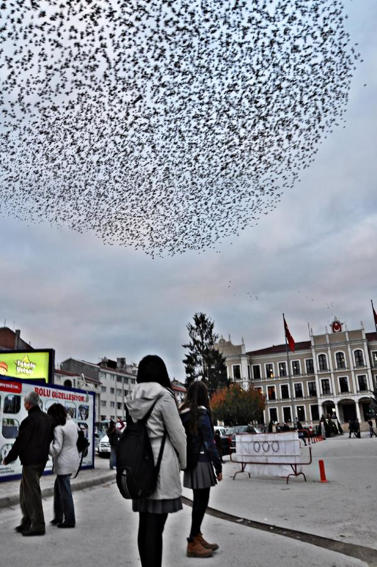 Sığırcık Kuşlarının Muhteşem Gösterisi