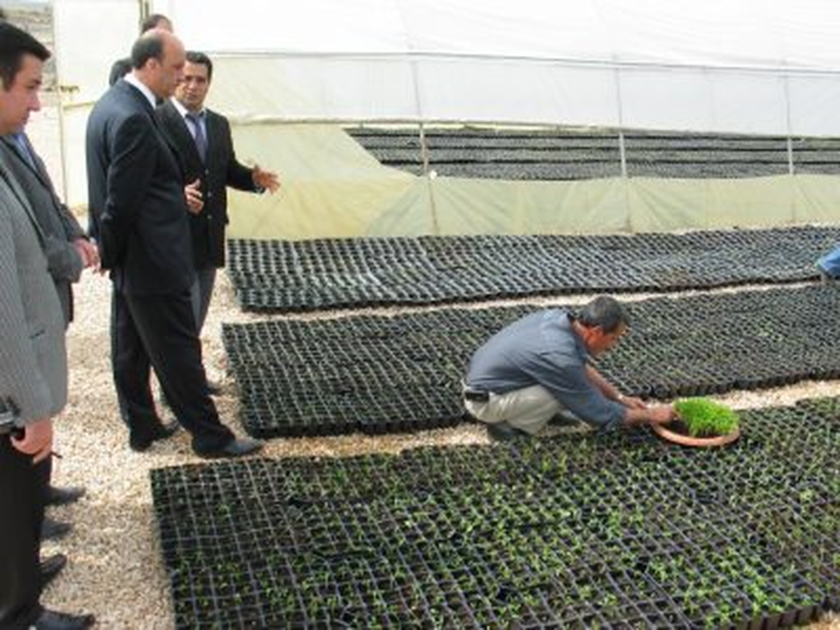 Aziz Şehri Renklendiren Seralar