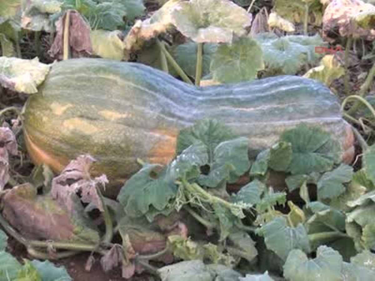 Burdur 45 Kiloluk Bal Kabağı 45 Kiloluk Bal Kabağı