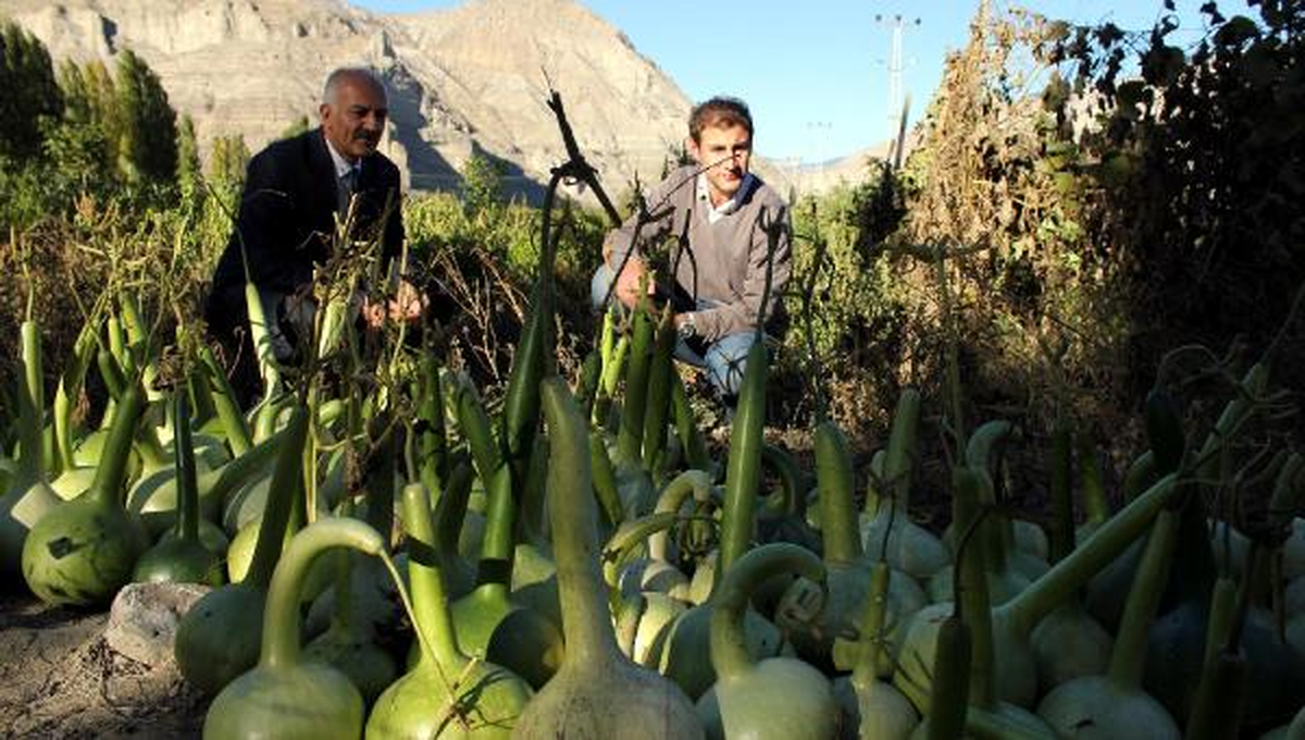 Doğu Anadolu\'da İlk Kez Süs Kabağı Yetiştirildi