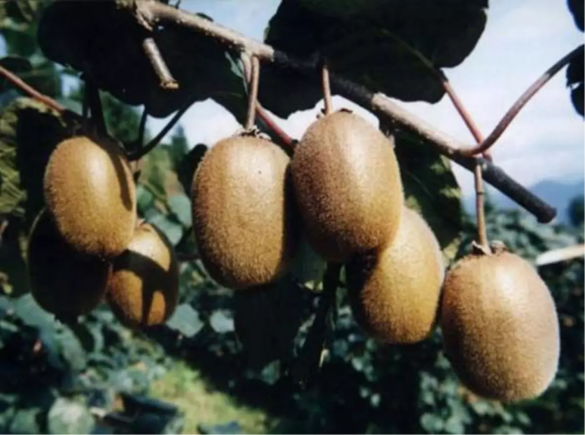 Kastamonu\'da Kivi Hasadı Başladı