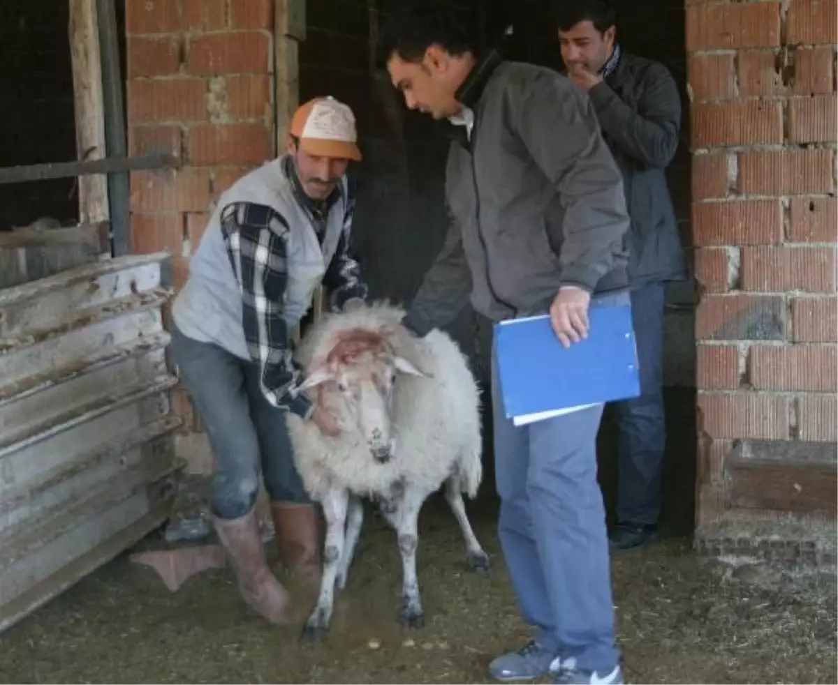 "Koç"Un Saldırdığı 2 Kuzen Öldü