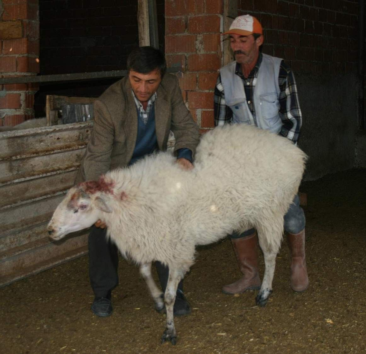 Öfkeli Koç