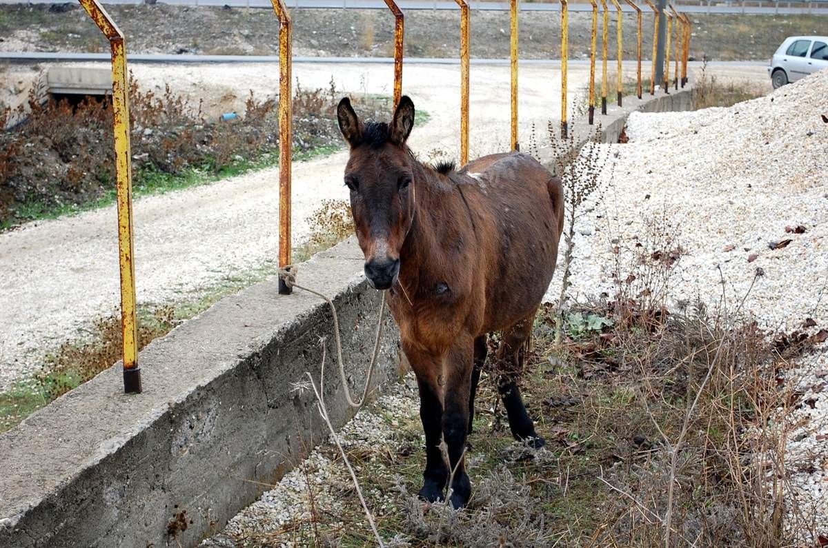 Polisi Zor Durumda Bırakan Sahipsiz Ata Belediye Sahip Çıktı