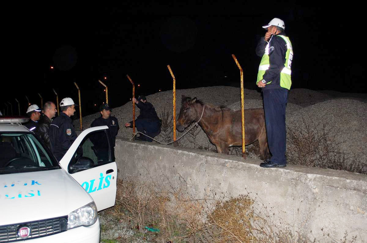 Polisin Beygirle İmtihanı