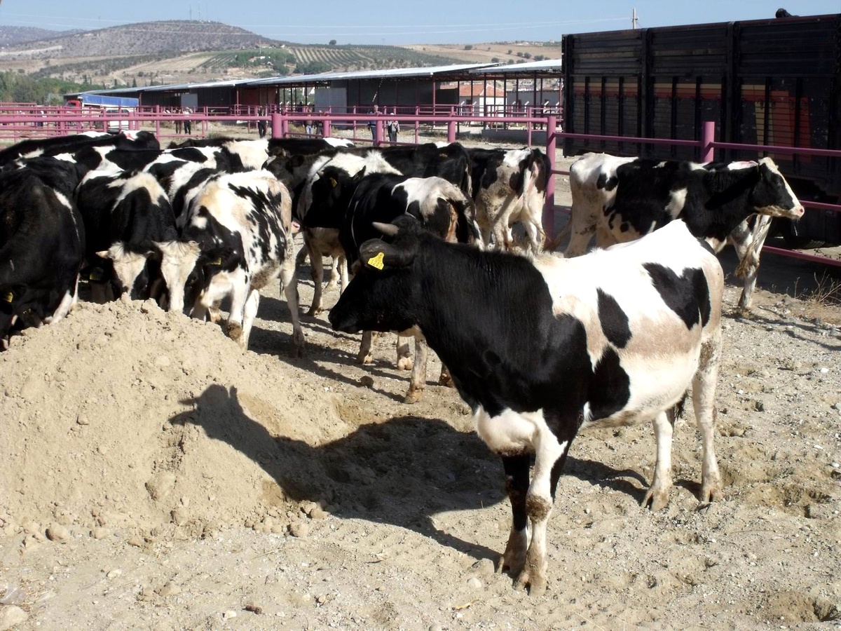 Salihli\'de Hayvancılık Sanayi Bölgesi Açıldı