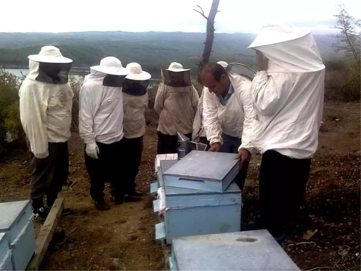 Arıcılar Dönüş Yolunda