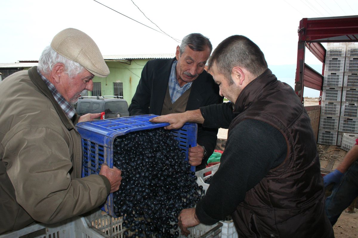 Çiftçi Marmarabirlik\'e Döndü