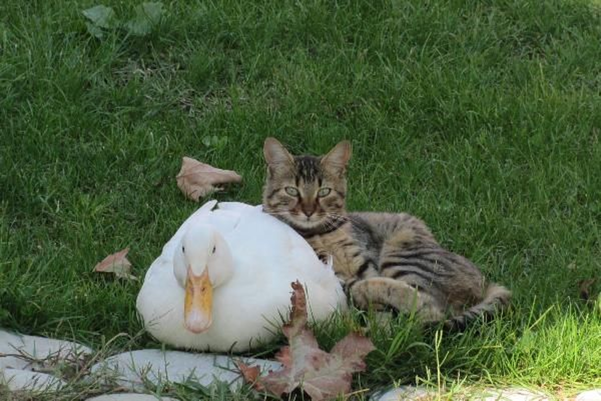 Düzce Kedi ile Ördeğin Dostluğu