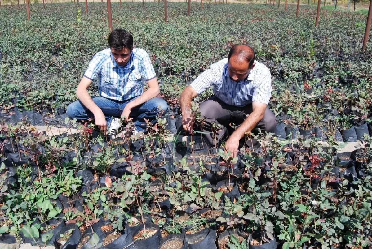 Hizan'da 5 Bin Fıstık Fidanı Dağıtıldı