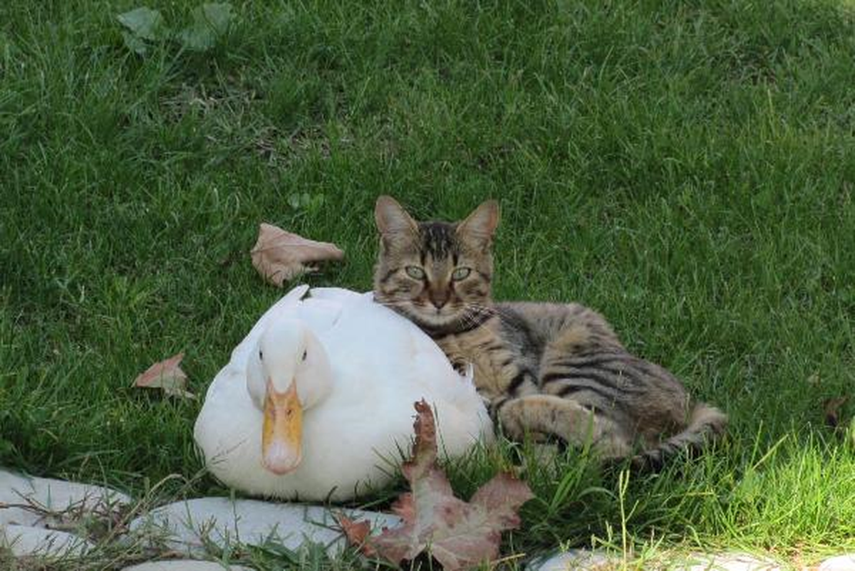 Kedi ile Ördeğin Dostluğu