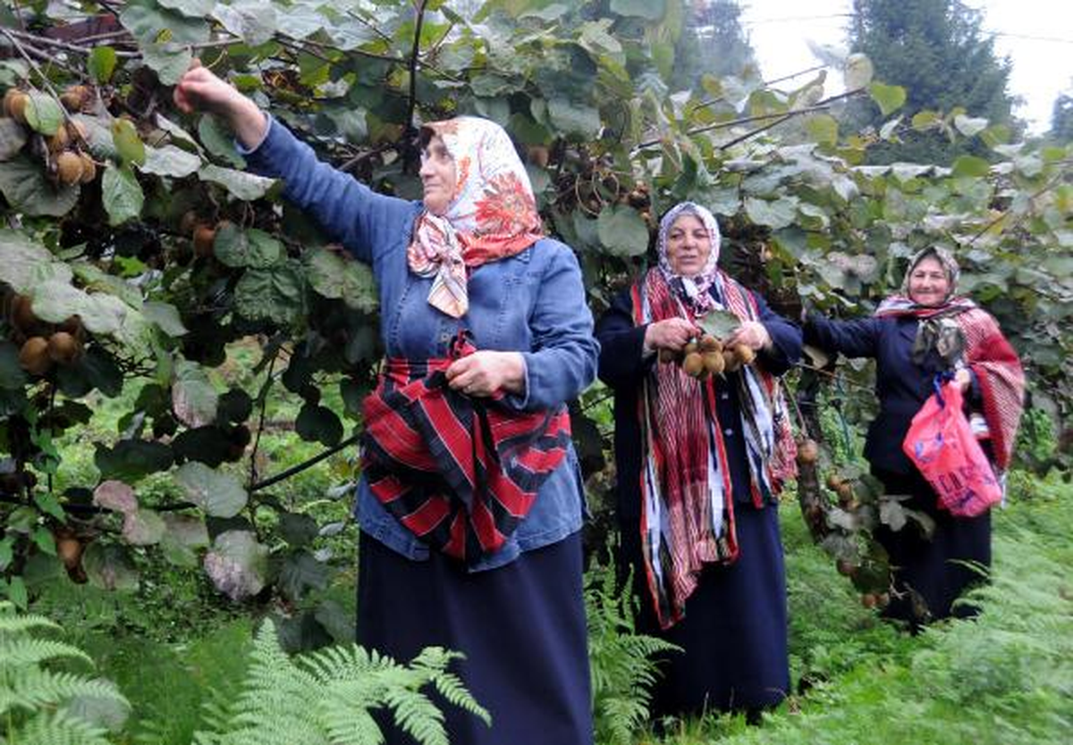 Kivi Hasadına Pastalı Horonlu Başlangıç