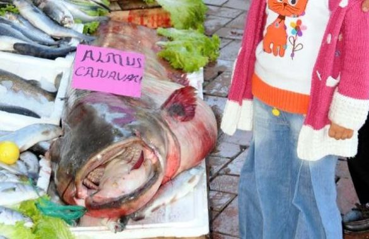 Tokat\'ta 2 Metre 10 Santimetre Boyunda Yayın Balığı Yakalandı