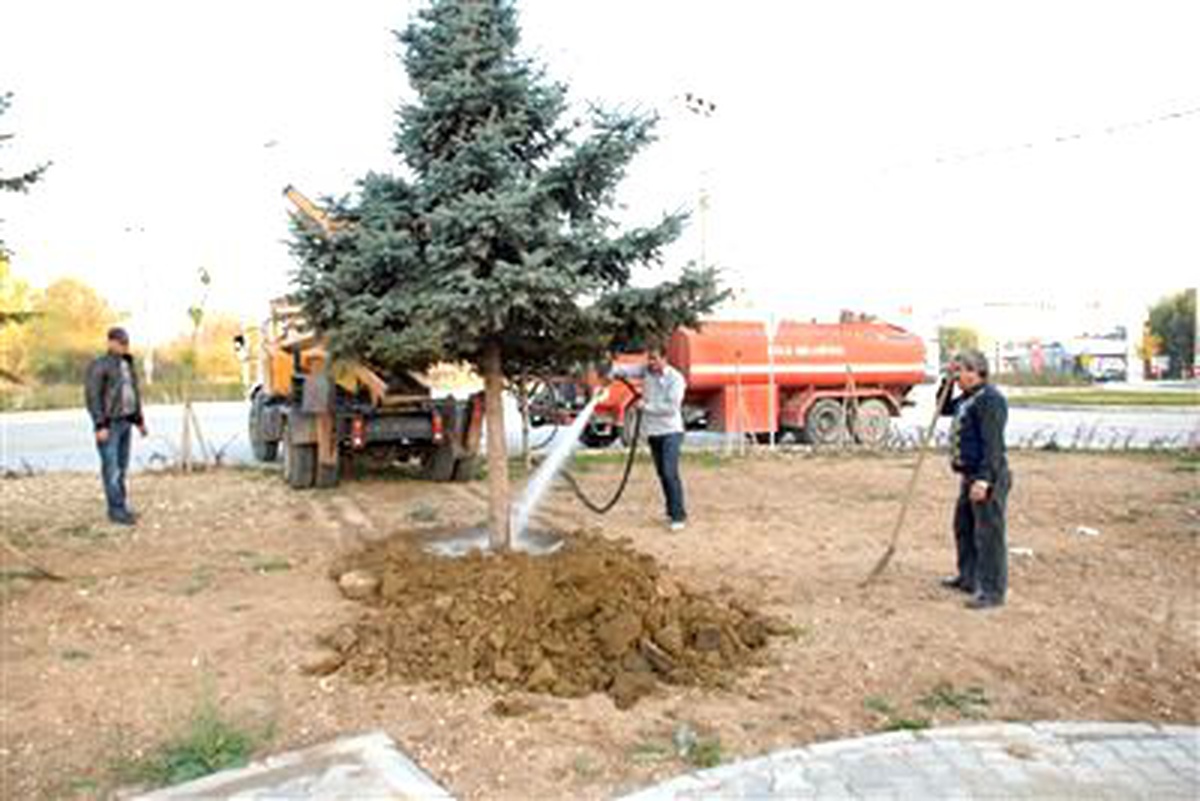 Bolu\'da Caddeden Sökülen Ağaçlar Yeni Yerlerine Dikildi