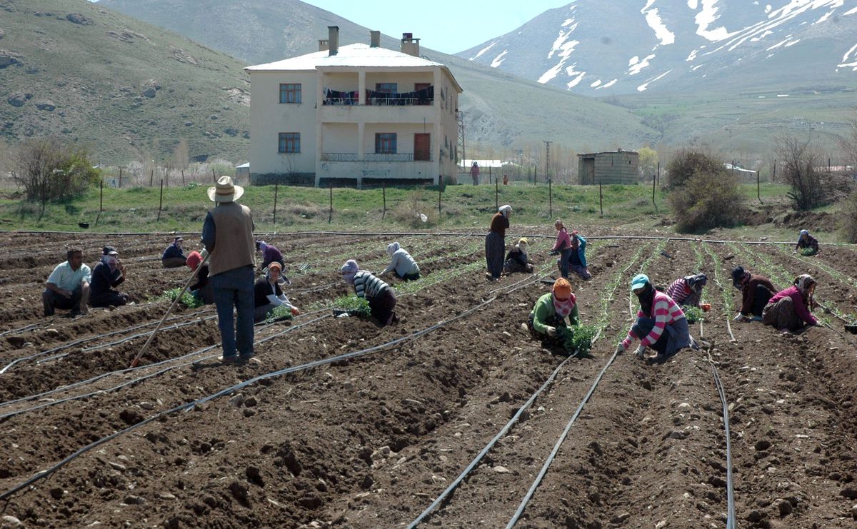 Gevaş\'ın Tarım Üretimdeki Başarısı