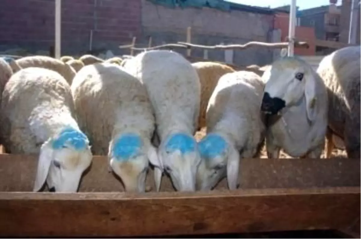 Nevşehir'de 34 Bin 325 Adet Küçükbaş Hayvan Aşılandı