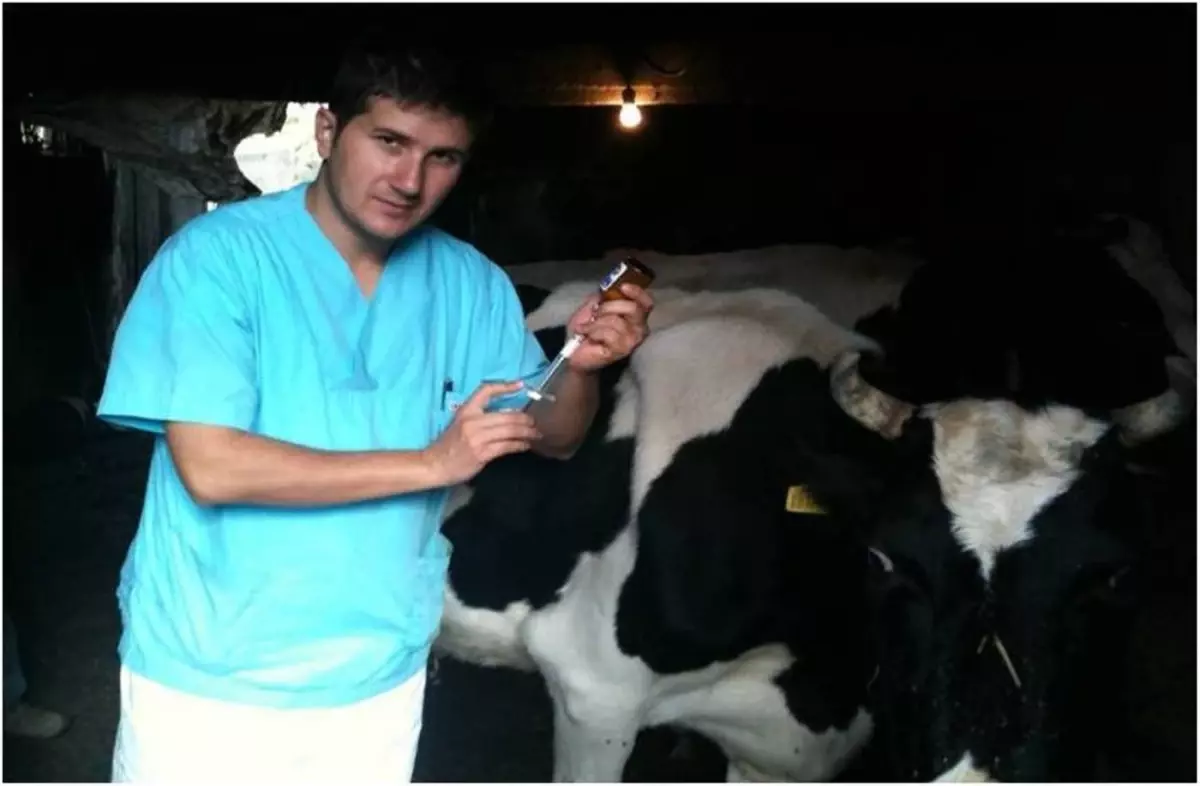 Şap Aşılamalarında Bugüne Kadar Sakarya'da 83 Bin 652 Büyükbaş Hayvan Aşılandı