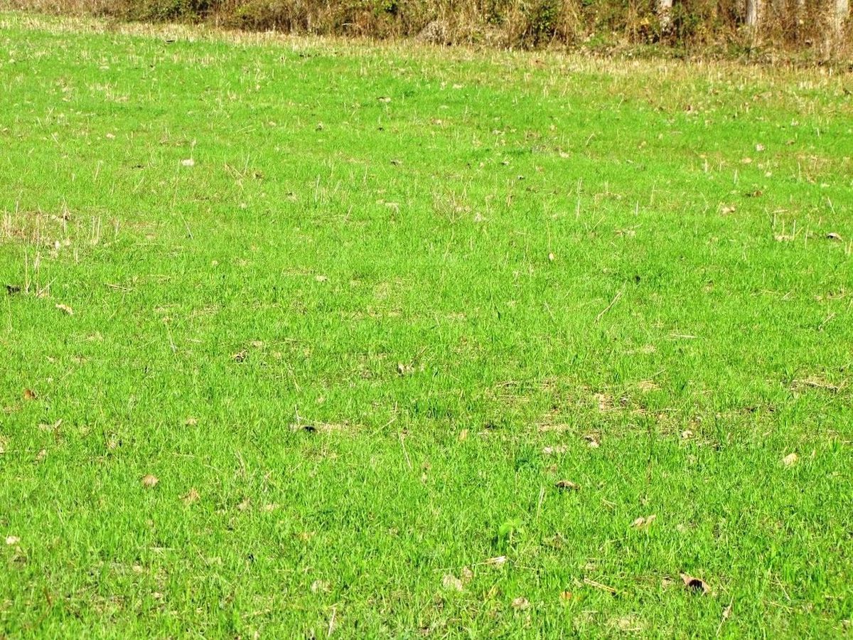 Yağmur Yağdı, Dane Kayıpları Ortaya Çıktı