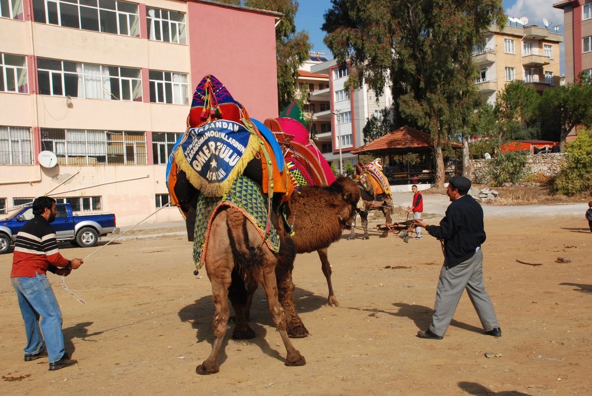 Develer Güreşlere Hazırlanıyor