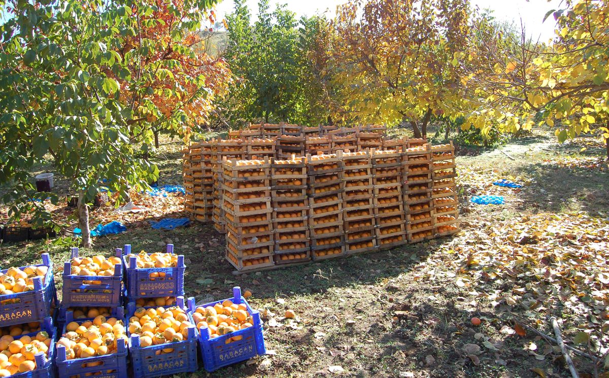 Gölbaşılı Hurma Üreticileri Dertli