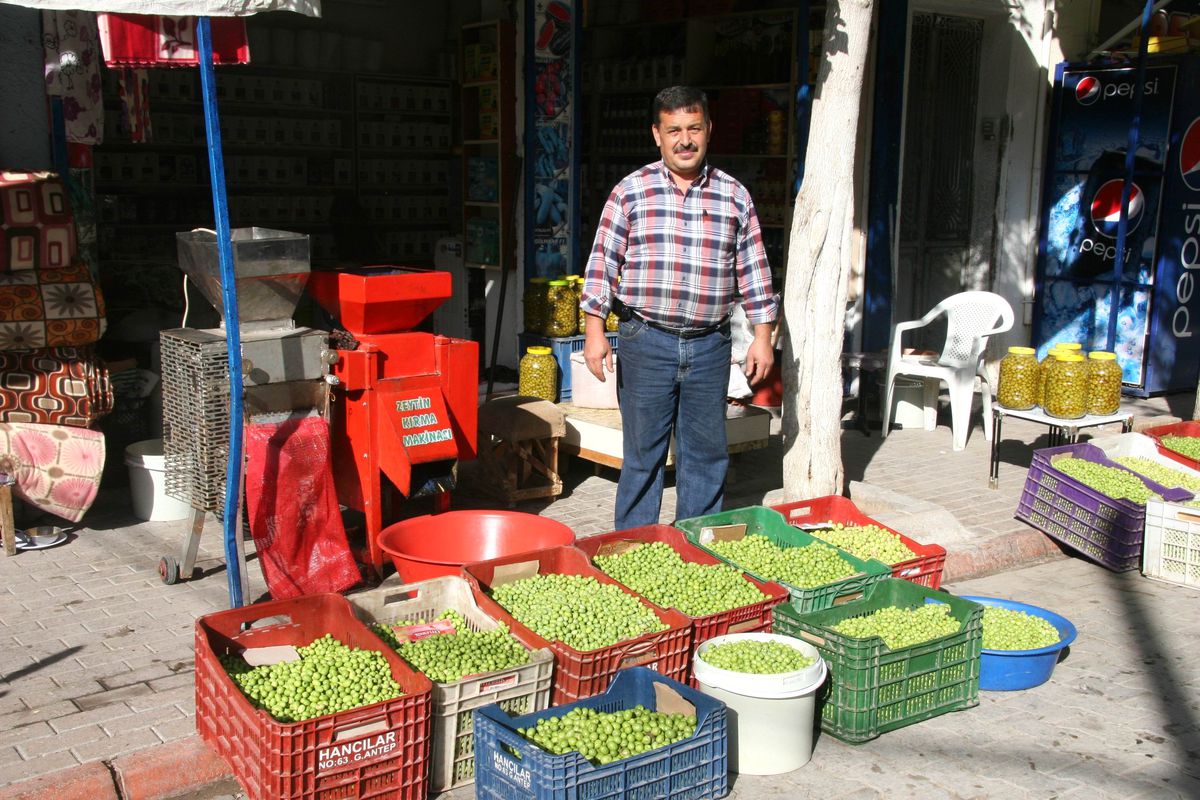 Kilislilerin Sofralık Yeşil Zeytin Telaşı