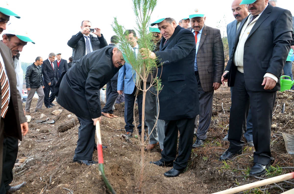 Yangın Bölgesinde Fidan Dikimi Yapıldı