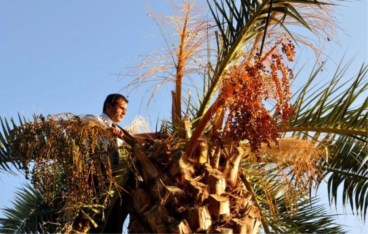 Yerli Palmiye Datça Hurmasına Böcek Tehdidi