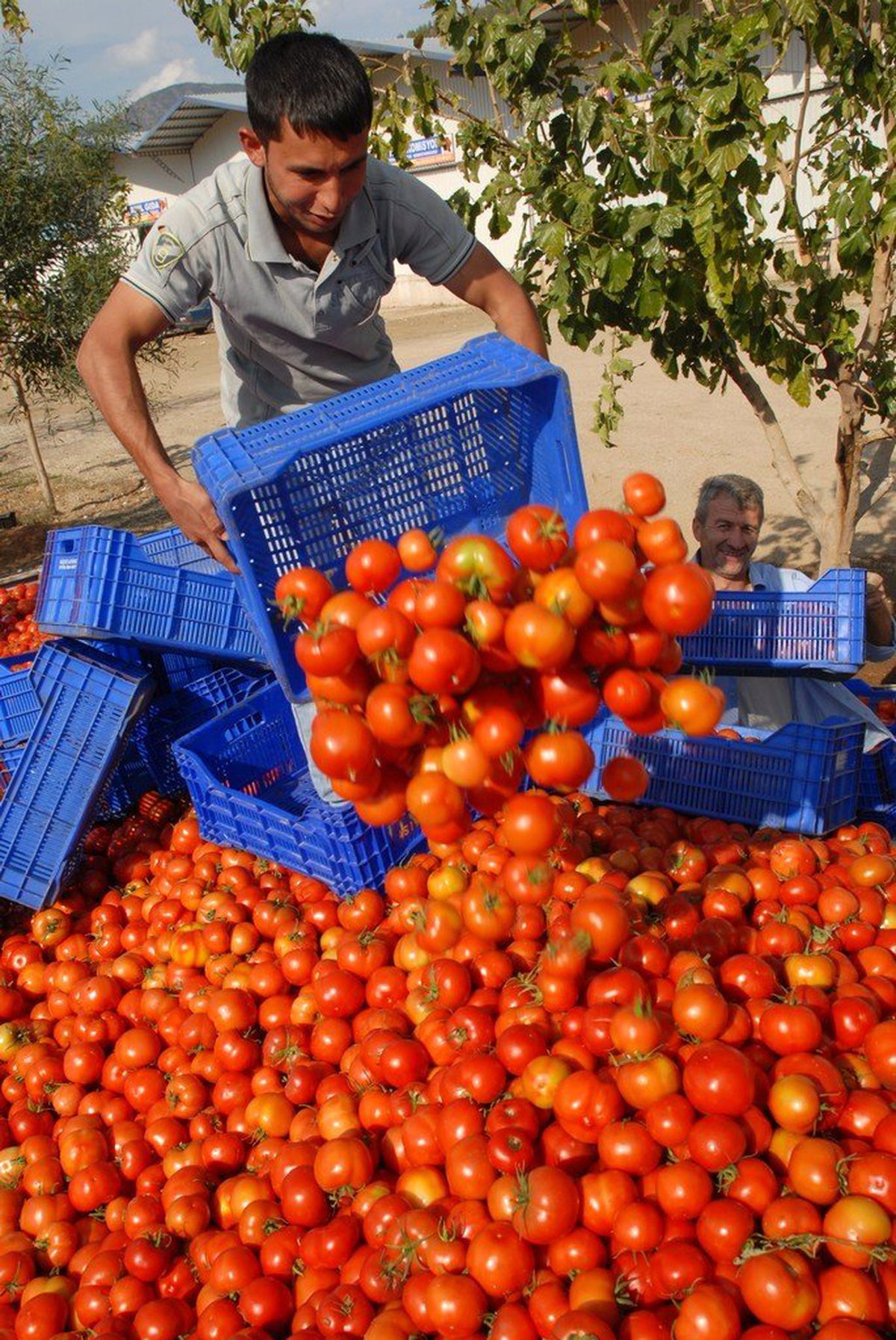 Yazık; Domates Salçaya Dökülmeye Başladı