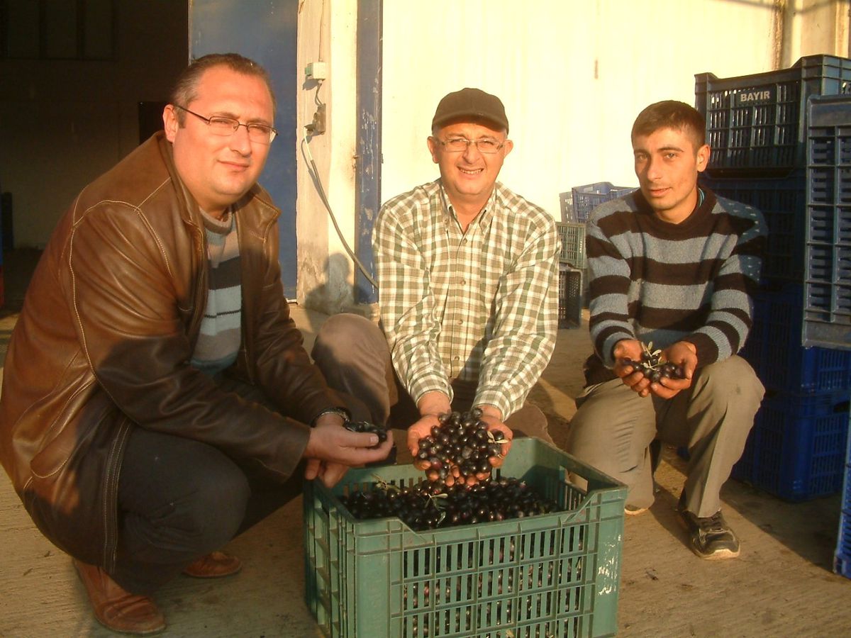 Burhaniye\'de Tariş Gemlik Zeytini Alımına Başladı
