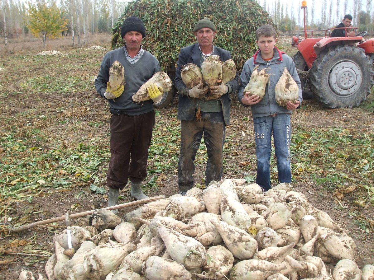 Develi\'de Mısır Ekimi Pancar Ekimini Geçti