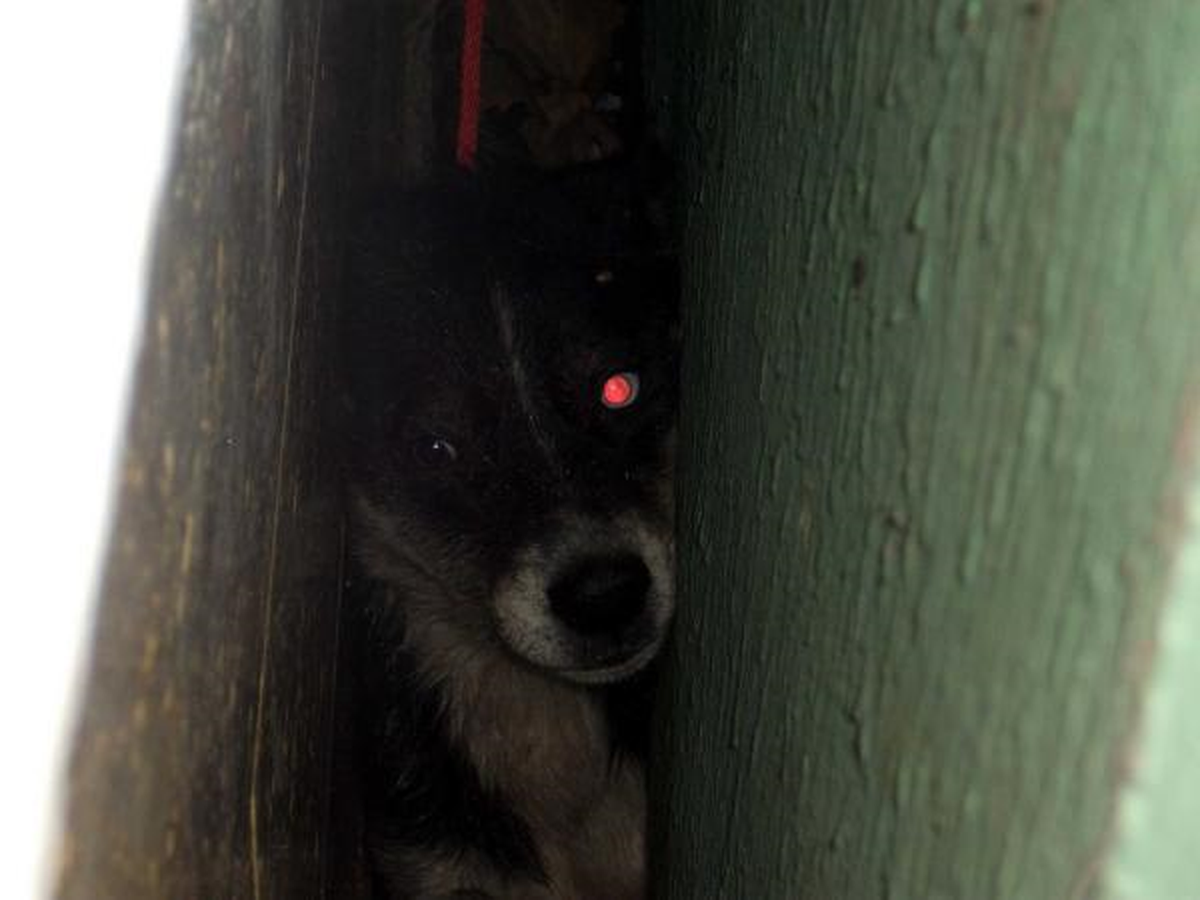 İki Duvar Arasına Sıkışan Köpeği İtfaiyeciler Kurtardı