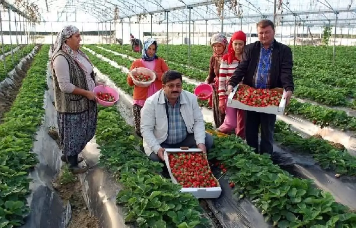 Kasım Ayında "Çilek" Hasadı
