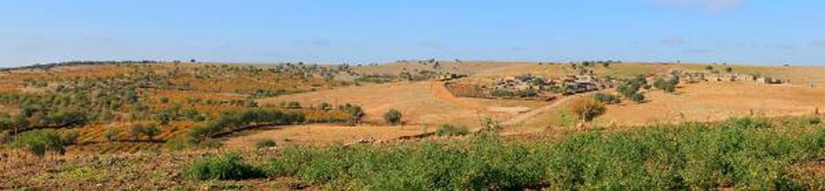 Mardin Mazıdağı\'nda Sincapların Kış Hazırlığı