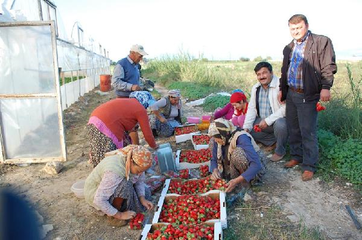 Sezonun İlk Çileği Kilosu 5 Liradan Satıldı