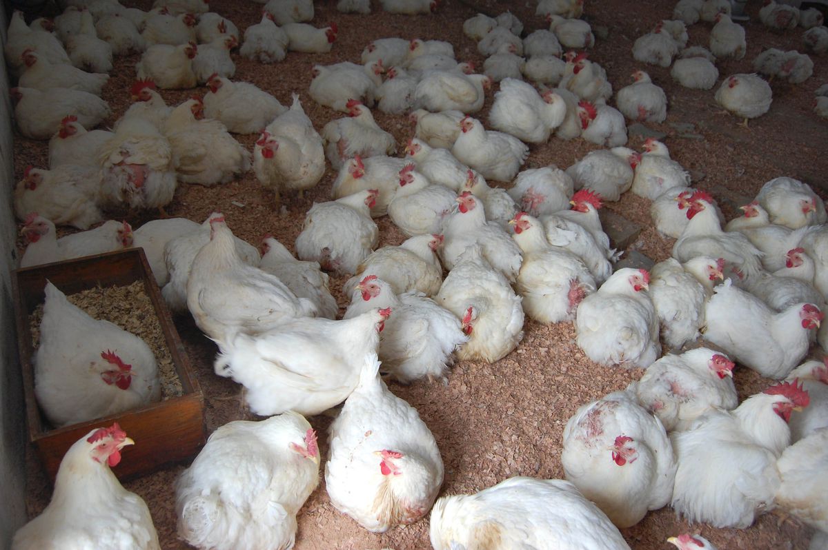 Taşköprü\'de Organik Köy Tavuğu Yetiştiriciliği