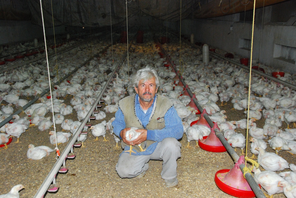Tavuk Üreticisi Zamlardan Kötü Etkilendi