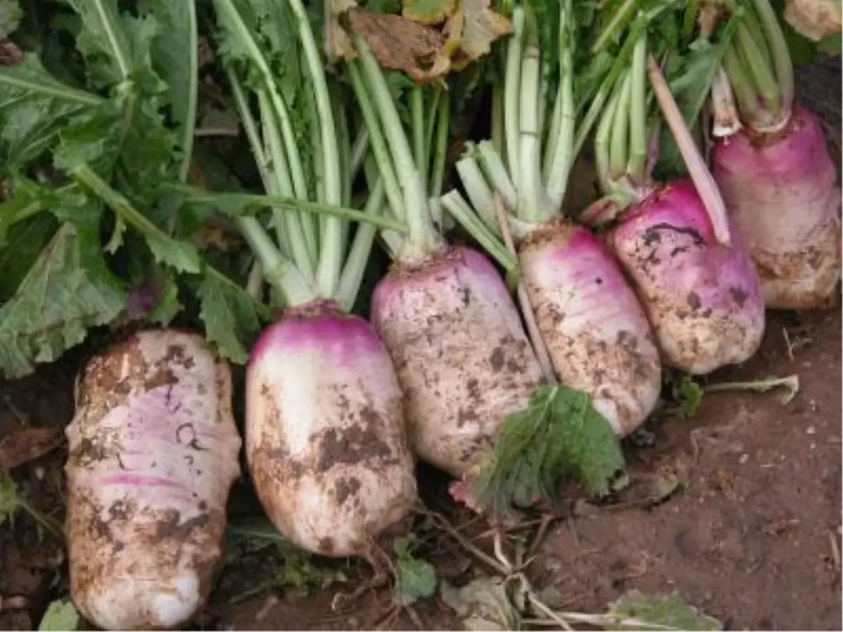 Yörükoğlu ve Kavaklıderede Tarla Günü