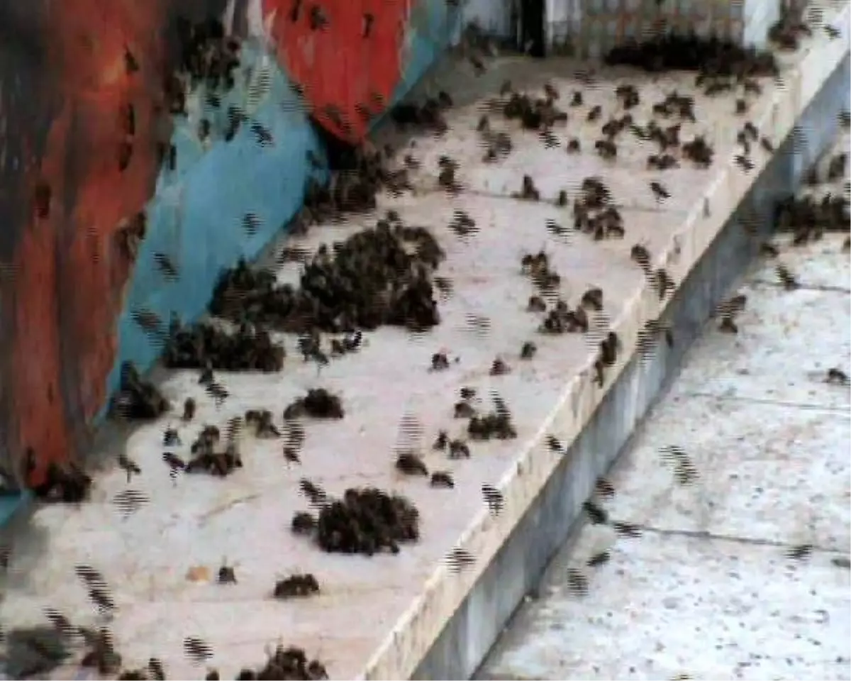 Arılar Marketi Bastı!