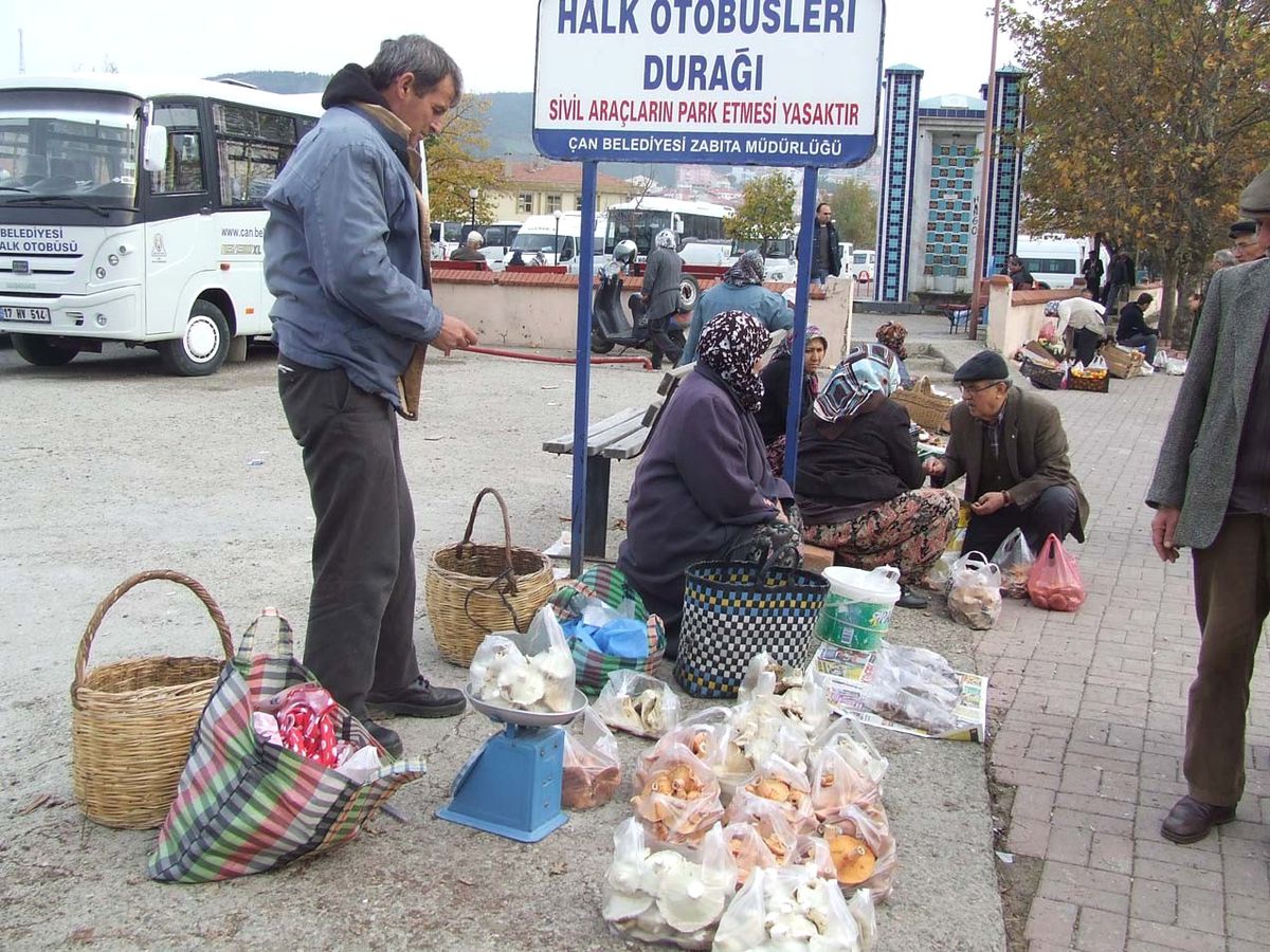 Geçimlerini Mantardan Kazanıyorlar