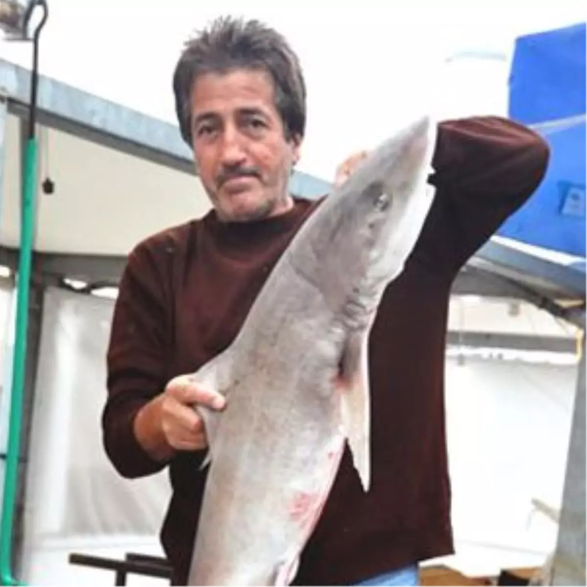 Koya Girdi, Ağlara Takıldı