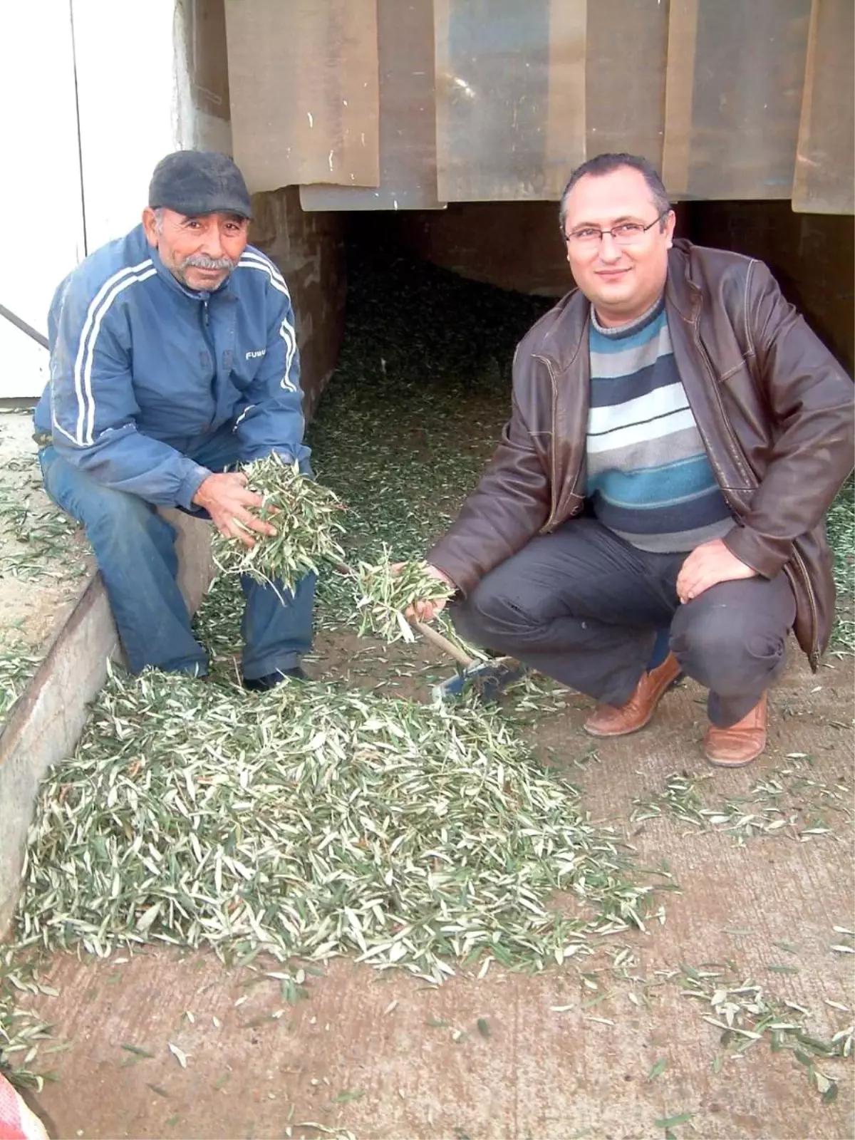 Her Derde Deva Zeytinin Yaprağı Hayvanlara Yem Oldu