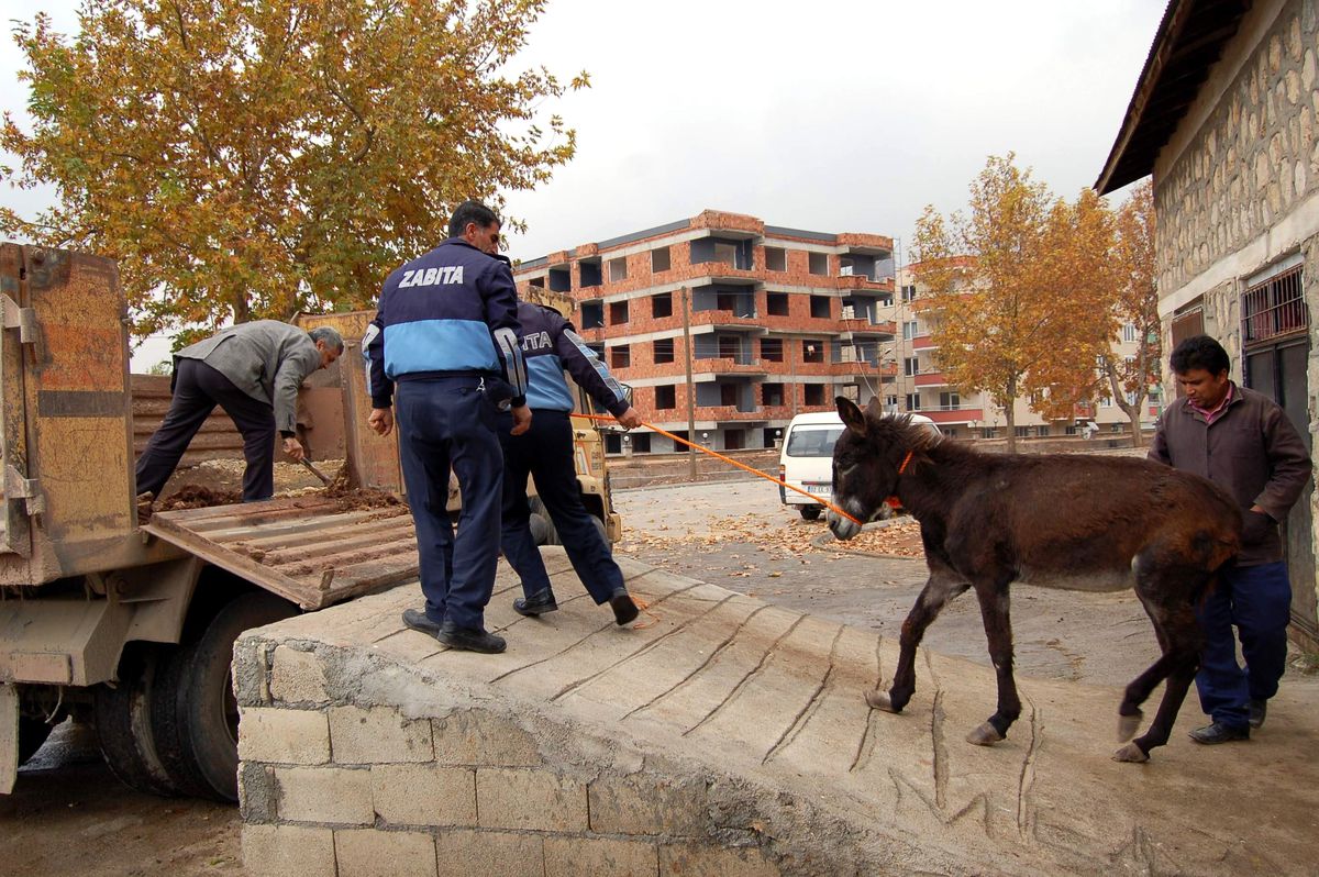 Gölbaşı Belediyesi Sahipsiz Hayvanları Topluyor
