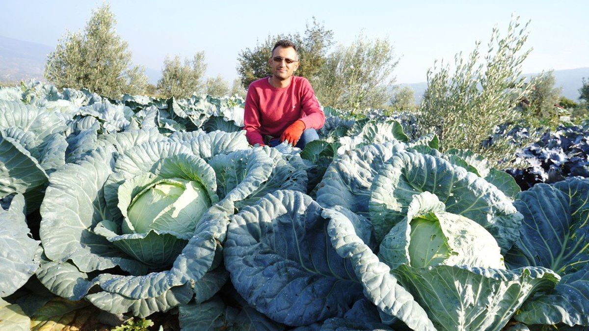 Sarıgöl\'de Sebze Dikim Alanları Azaldı