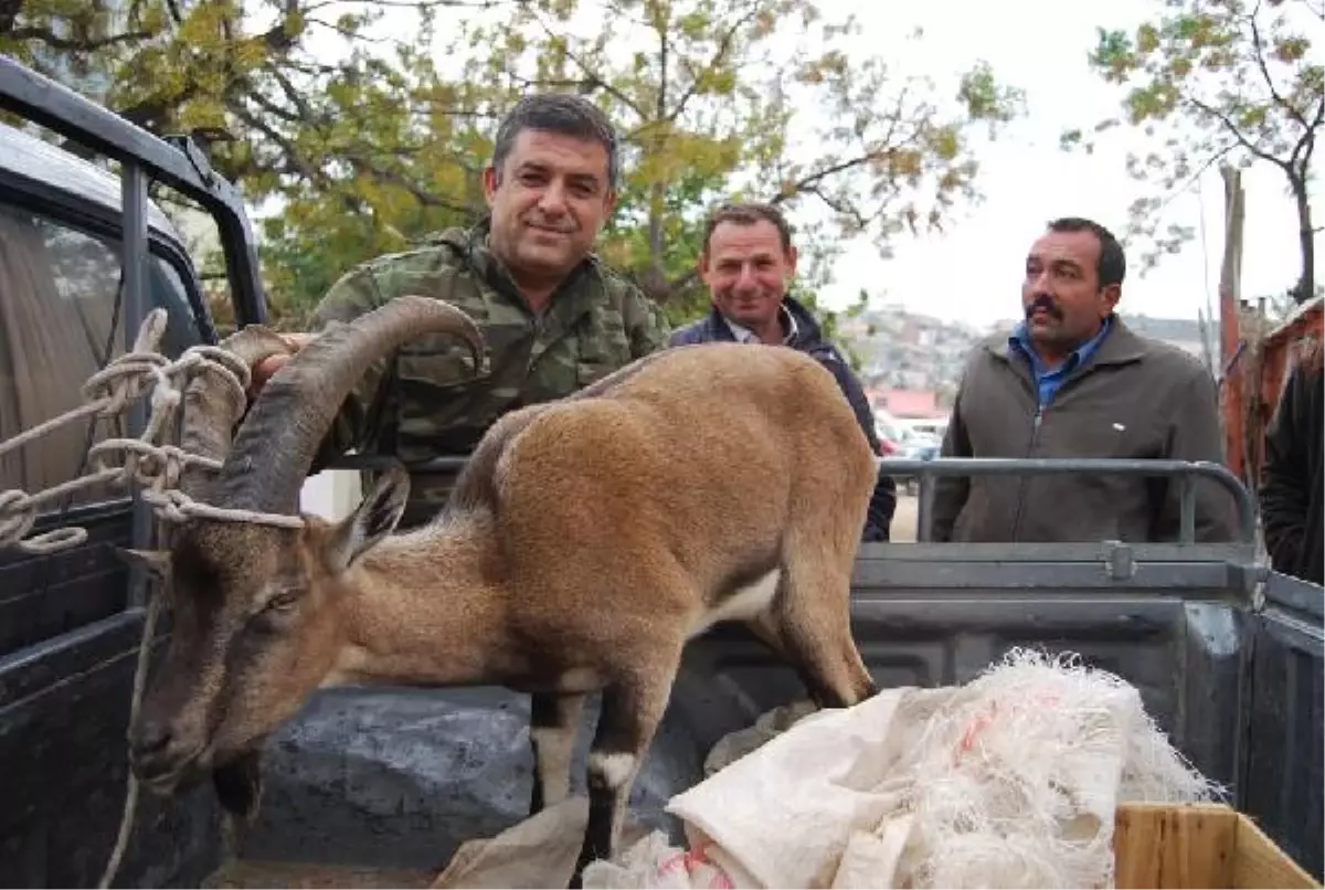 Silifke\'de Hasta Yaban Keçisi Tedavi Edildi