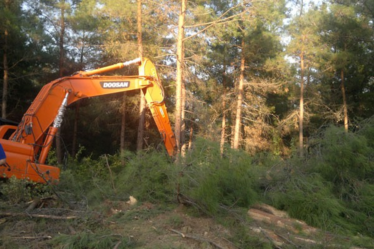 Yanan Ormanlar Islah Ediliyor