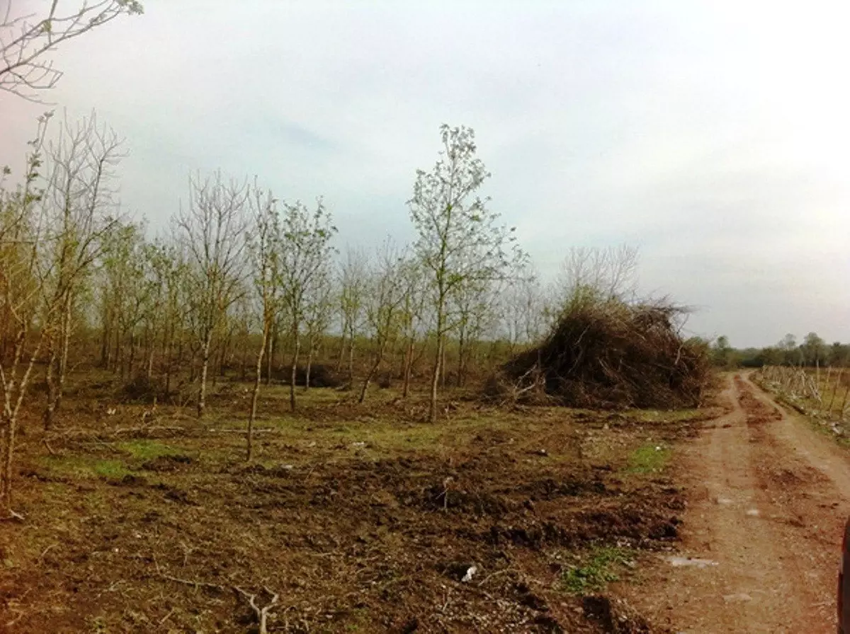 Yeniköy Orman İşletme Şefliğinde Genç Dışbudak Ormanları Hayat Buldu