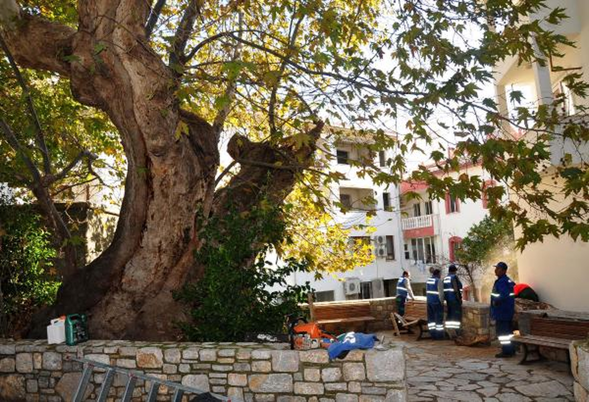 500 Yıllık Anıt Çınar Ağacının Dalı Kırıldı